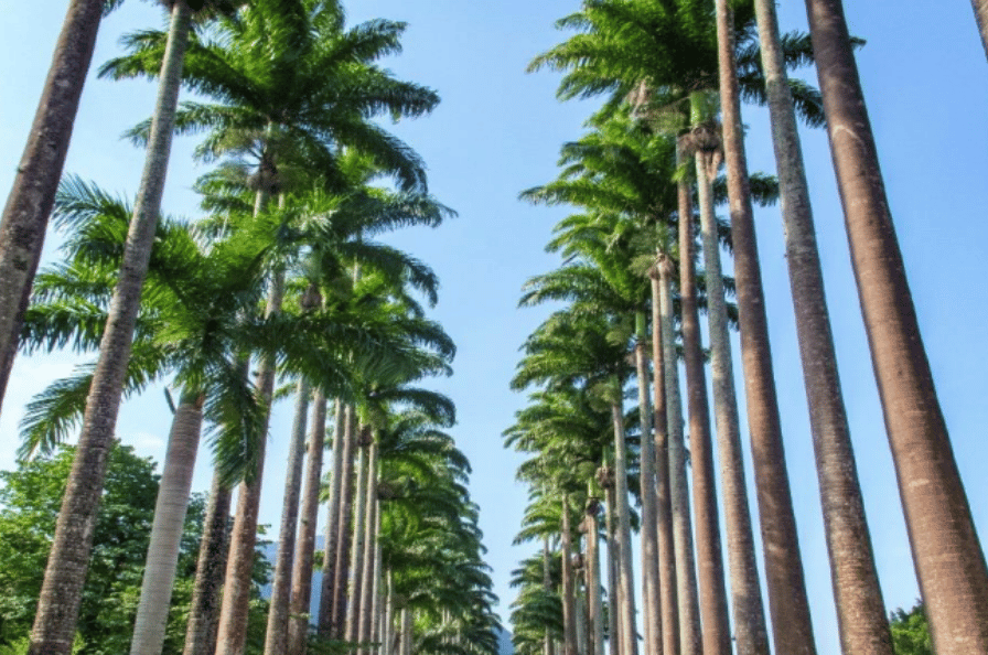 Melhor empresa de mudanças no Jardim Botânico RJ