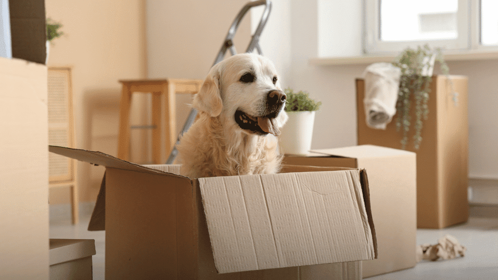 Mudança com Pets em apartamentos no RJ
