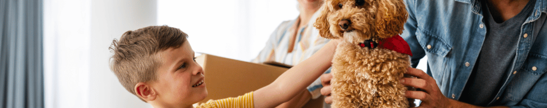 Como fazer mudança com pet Como fazer mudança com pet