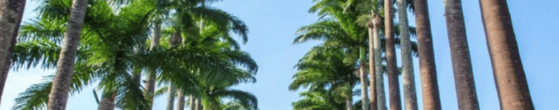 Melhor empresa de mudanças no Jardim Botânico RJ Melhor empresa de mudanças no Jardim Botânico RJ