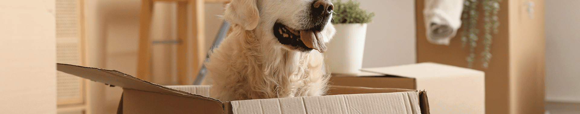 Mudança com Pets em apartamentos no RJ
