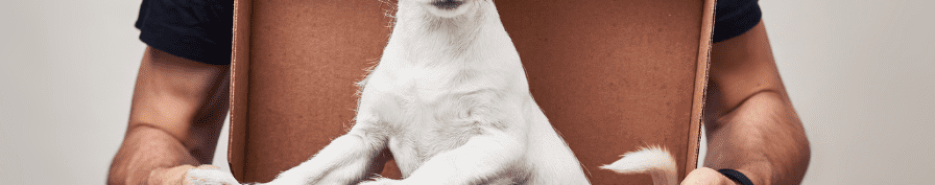 Mudança com animais de estimação Mudança com animais de estimação